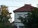 Třibřichy